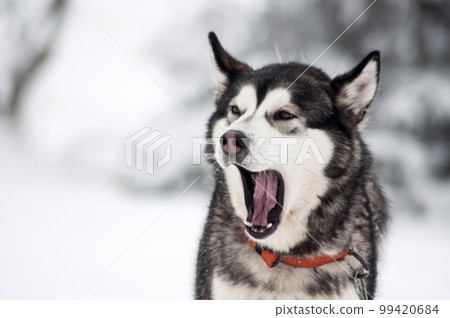 Husky dog portrait Husky dog portrait 99420684