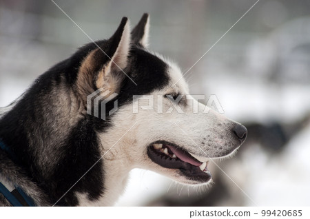 Husky dog portrait 99420685