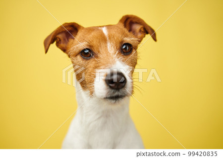 Curious interested dog looks into camera. Jack russell terrier closeup portrait on yellow background. Funny pet 99420835