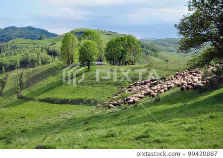 Herd of sheep gathering in the mountains 99420867