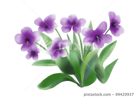 Violet flowers Violet flowers 99420937