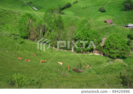 Cows in the pasture Cows in the pasture 99420996