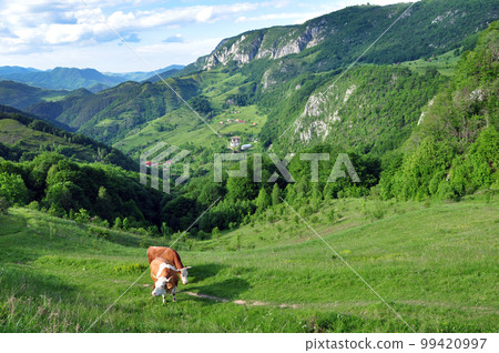 Cows in the pasture 99420997
