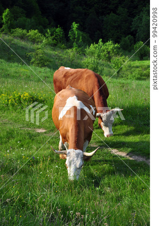 Cows in the pasture 99420998