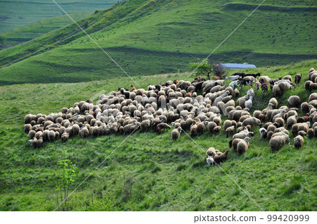 Flock of sheep in the pasture 99420999