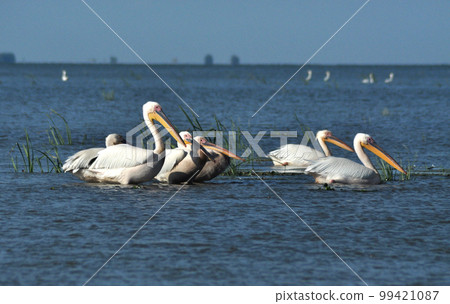 Pelicans in the Danube delta 99421087