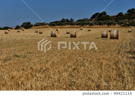 Straw bales on farmland with blue sky 99421114