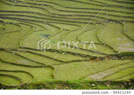 Rice field in Vietnam Rice field in Vietnam 99421244