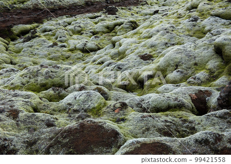 Moss covered lava field, Eldhraun, Iceland 99421558