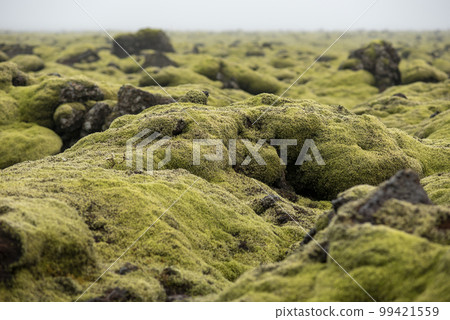Moss covered lava field, Eldhraun, Iceland 99421559