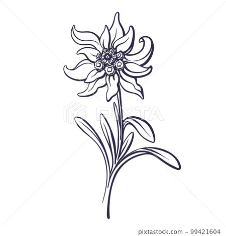 Edelweiss flower, leaves Vector mountain art plant 99421604