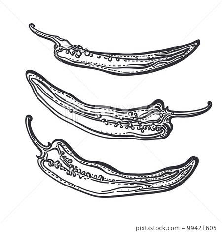 Pepper chilli set, cut. Engraving sketch. Vector 99421605