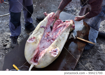 Slaughterman cutting off the chitterlings of a pig Slaughterman cutting off the chitterlings of a pig 99421700