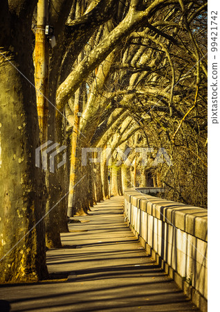 Majestic promenade with old trees 99421742