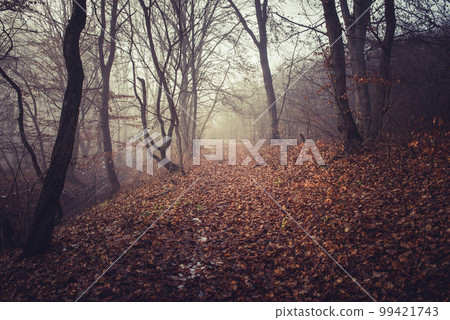Misty morning in a dark autumn forest 99421743