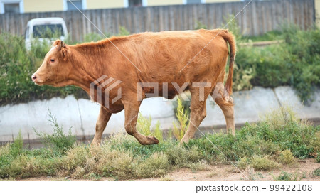 A red-headed young lame cow walks through the village. A red-headed young lame cow walks through the village. 99422108
