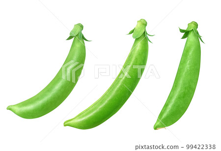 snap peas 小吃豌豆插畫真實 99422338