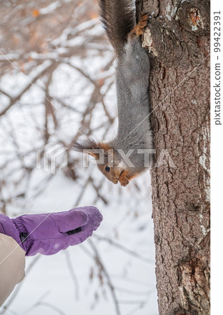 Girl feeds a squirrel with nuts at winter. Caring for animals in winter or autumn. 99422391