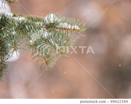 Green fir branches in winter covered with snow 99422394