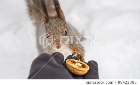 Squirrel eats nuts from a man's hand. Caring for animals in winter or autumn. 99422396