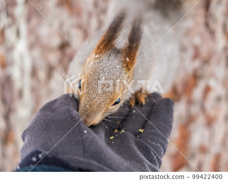 Squirrel eats nuts from a man's hand. Caring for animals in winter or autumn. 99422400