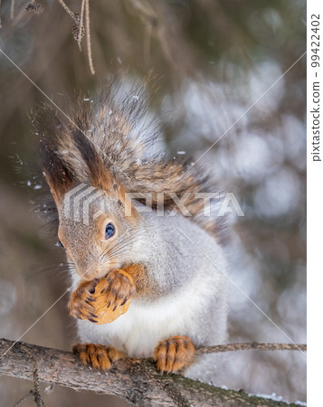 The squirrel with nut sits on tree in the winter or late autumn 99422402