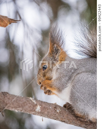 The squirrel with nut sits on tree in the winter or late autumn The squirrel with nut sits on tree in the winter or late autumn 99422443