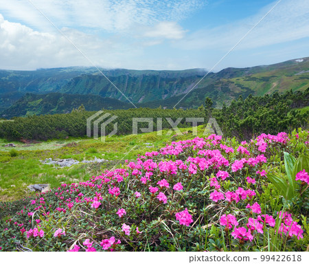 Pink rhododendron flowers on summer mountainside (Ukraine, Carpathian Mountains) 99422618