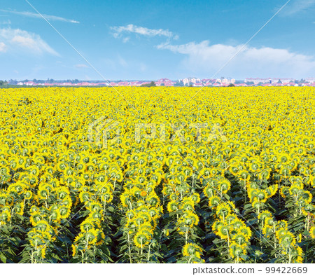 Summer blossoming sunflowers (Helianthus annuus) field and town on horizont Summer blossoming sunflowers (Helianthus annuus) field and town on horizont 99422669