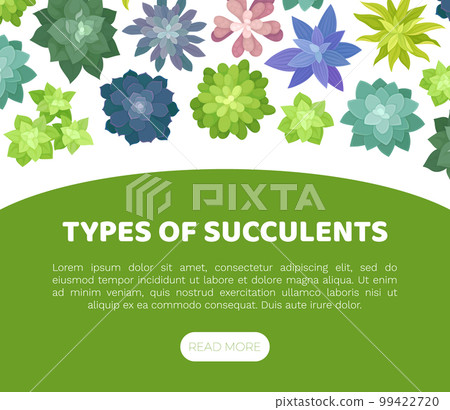 Succulents Growing Banner Design with Desert Plants with Fleshy Leaves Vector Template 99422720