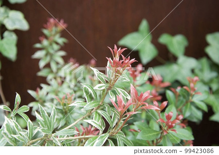 種植在奧地利首都維也納庭院的歐洲石楠。葉子是粉紅色的，很漂亮。 99423086