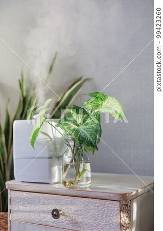 house plants in interior, green flowers in pots on bedside table. care for home plants to water house plants in interior, green flowers in pots on bedside table. care for home plants to water 99423260
