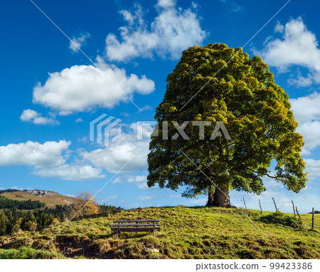 Misty autumn morning mountain and big lonely tree view from hiking path near Dorfgastein, Land Salzburg, Austria. Misty autumn morning mountain and big lonely tree view from hiking path near Dorfgastein, Land Salzburg, Austria. 99423386