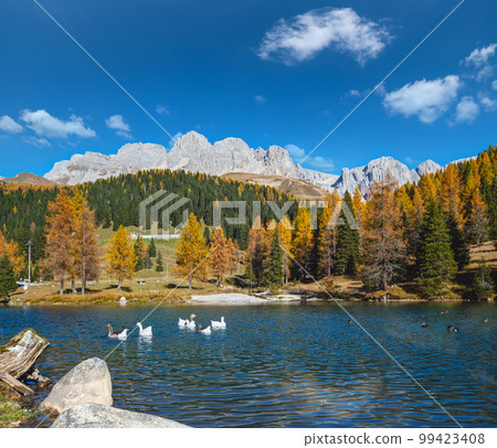 Geese flock on autumn alpine mountain pond not far from San Pellegrino Pass, Trentino, Dolomites Alps, Italy. 99423408