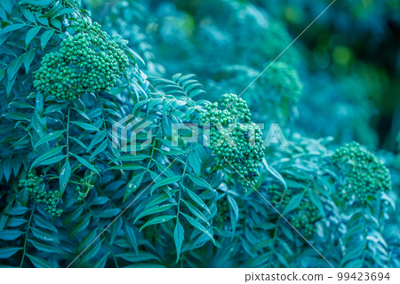 森林中茂密生長的花椒<夏天> | 高畫質 99423694