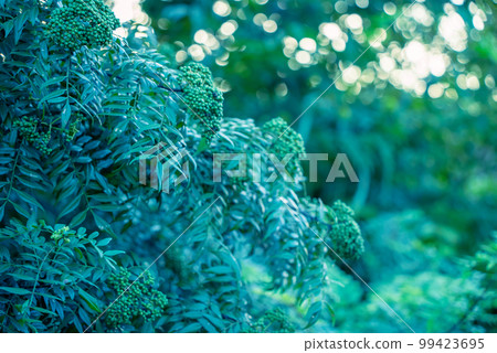 森林中茂密生長的花椒<夏天> | 高畫質 99423695