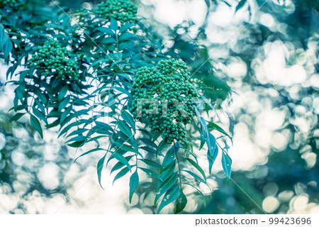 森林中茂密生長的花椒<夏天> | 高畫質 99423696