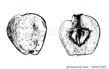 Quince vector line art. fruit detailed vintage designs 99423895
