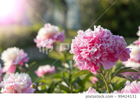 Pink blossom flower named as peony on green background. Soft focus. 99424131