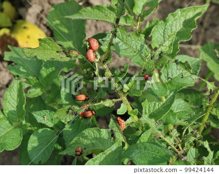 Colorado potato beetle larvae eating potato leaves in a field or garden, an example of the negative impact of insect pests on nightshade garden crops, beetles on eaten potato foliage 99424144