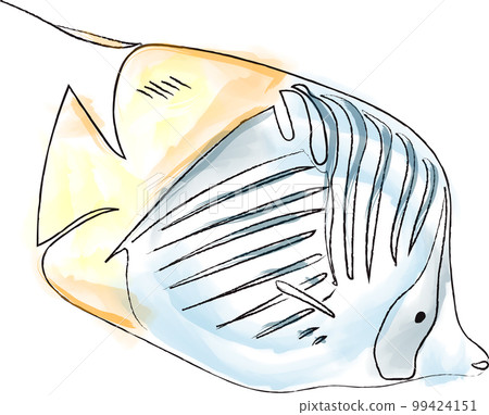 Angel fish red sea species vector watercolors illustration handmades Angel fish red sea species vector watercolors illustration handmades 99424151
