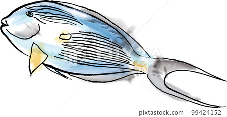 Surgeon fish watercolor vector, red sea species illustrations handmade Surgeon fish watercolor vector, red sea species illustrations handmade 99424152