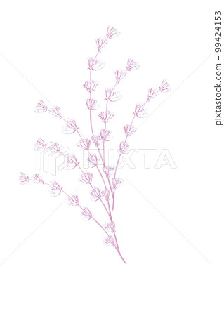 Lavender flowers vector sketch. Delicate floral bouquet for ceremony, wedding cards Lavender flowers vector sketch. Delicate floral bouquet for ceremony, wedding cards 99424153