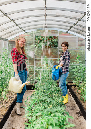 Portrait two women with garden watering can waters plants and green tomatoes, gardening and greenhouse concept Portrait two women with garden watering can waters plants and green tomatoes, gardening and greenhouse concept 99424489