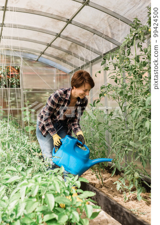 Watering vegetable garden. A woman gardener in gloves waters beds with organic vegetables. Caring for tomatoes plants in home greenhouse. 99424500