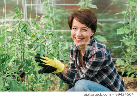Happy gardener woman in gloves and care tomatoes in greenhouse. Gardening and floriculture. Garden care 99424504