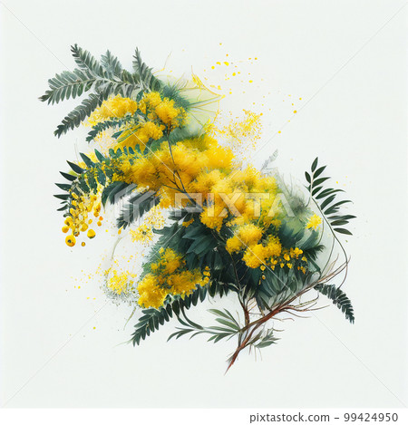 Lovely yellow fluffy mimosa branch isolated on white close-up, beautiful spring background, floral wallpaper Lovely yellow fluffy mimosa branch isolated on white close-up, beautiful spring background, floral wallpaper 99424950