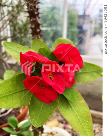 Crown of Thorns plant, Euphorbia milii, native to Madagascar Crown of Thorns plant, Euphorbia milii, native to Madagascar 99425591
