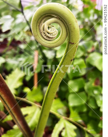 Early fern growth popularly called a Fiddlehead 99425592
