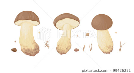 Collection of different realistic edible mushrooms in colorful style. Set of various engraved seasonal fungi vector graphic illustration. Types of vegetarian organic food for your design 99426251